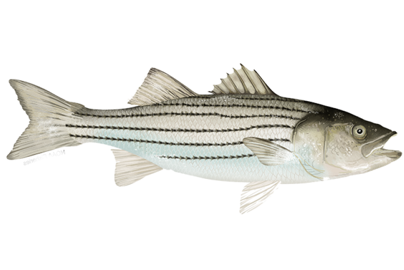 Striped Bass Fishing Charters